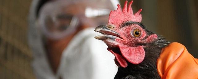 В Ростовской области вводят карантин по птичьему гриппу