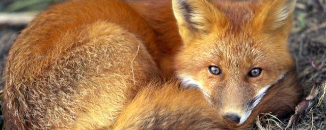 В Ивановской области специалисты начнут отстреливать лисиц