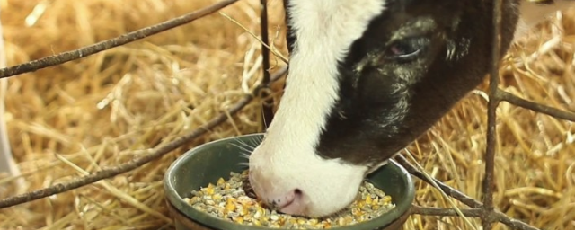 Ученые предложили уменьшить глобальное потепление сменой питания коров