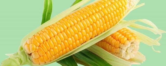 Ученые рассказали о пользе ГМ-кукурузы