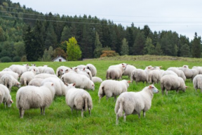 Пастух украл 41 овцу в Республике Алтай
