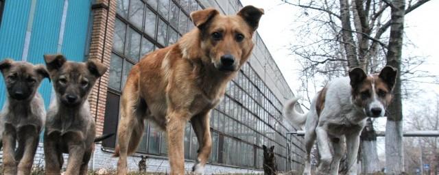 В Ростове бродячие собаки покусали 12-летнего ребенка на глазах у отца