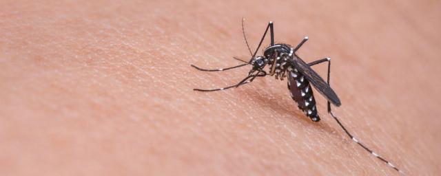 Ученые рассказали о витаминах, способных защитить от комаров
