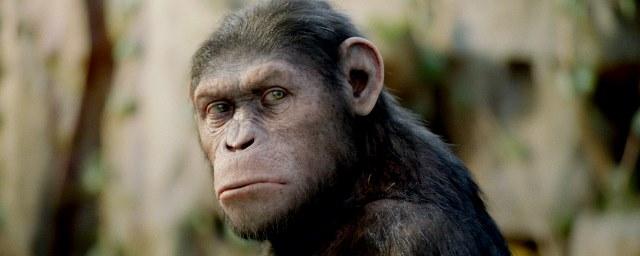 Вышел трейлер киноленты «Война планеты обезьян»