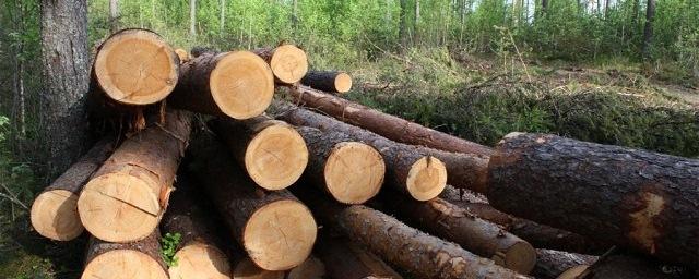 На Алтае задержан мужчина, незаконно вырубивший 18 деревьев