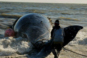 На Чукотке распределили квоты на добычу китов