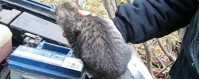 В Костроме спасатели вызволили котенка из-под капота автомобиля