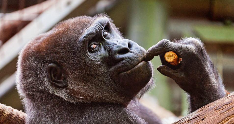 Ученые: Мозги обезьян синхронизируются при наблюдении друг за другом