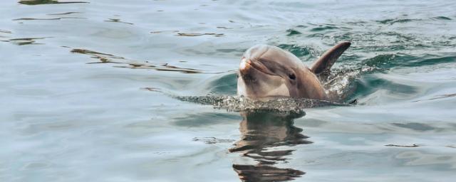 Биологи: Дельфинам понравился мультфильм «Губка Боб»