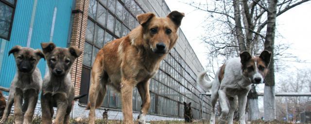 В Костроме собирают корм для животных из приюта
