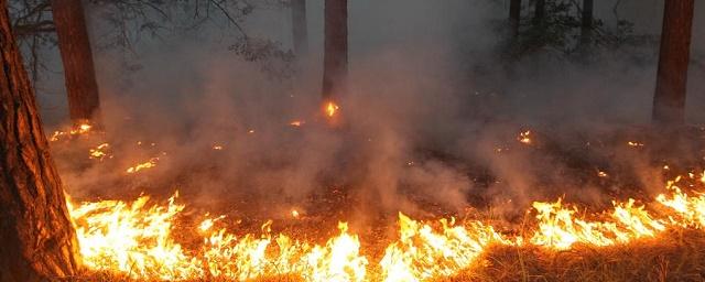 В Приморье из-за лесных пожаров объявлен «оранжевый» уровень опасности