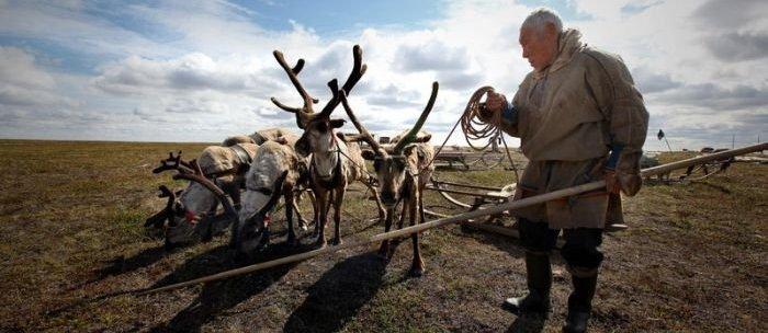 На Ямале выделят 782 млн рублей на субсидирование оленеводства