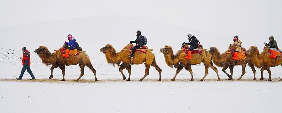 7 монголов на верблюдах преодолеют 12 000 км и доберутся до Лондона