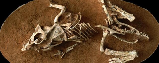 Появление первых скелетов связано с особенностями окружающей среды