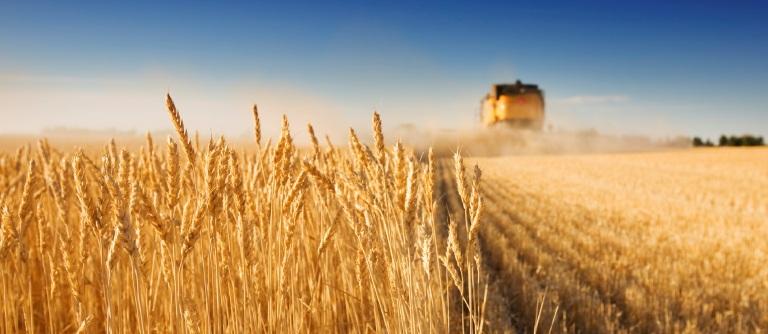 Минсельхоз изменил прогнозы по урожаю зерна до 2020 года
