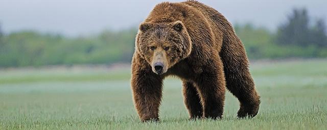 В Красноярском крае туристам грозит арест за охоту на медведей