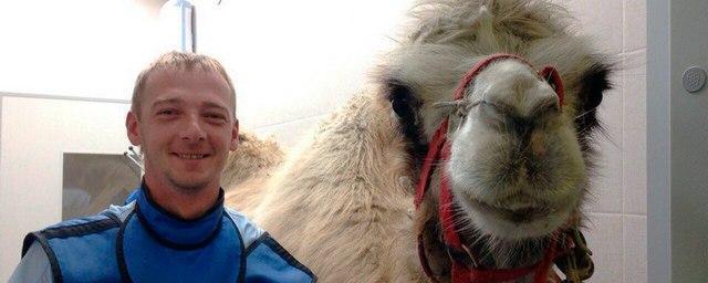 В Новосибирске ветеринары удалят больной зуб верблюду