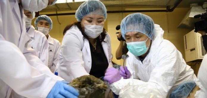 Корейские ученые попытаются клонировать пещерного львенка из Якутии