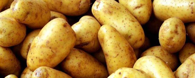Новосибирские ученые вывели сорт отечественной картошки «Златка»