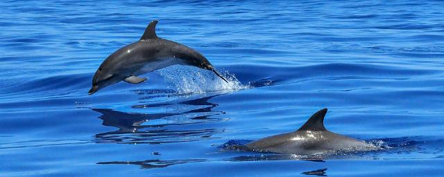 В Австралии более 150 дельфинов выбросились на берег