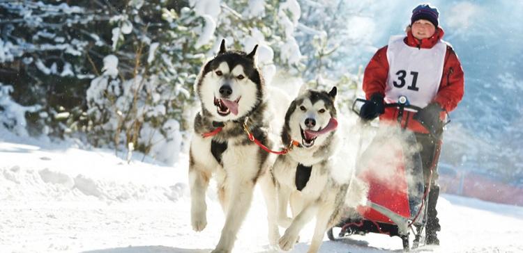 Во Владивостоке на Рождество пройдет гонка на собачьих упряжках