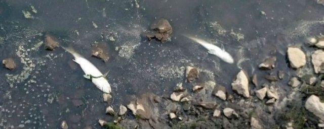В Находке на берег Соленого озера выбросилось большое количество рыбы