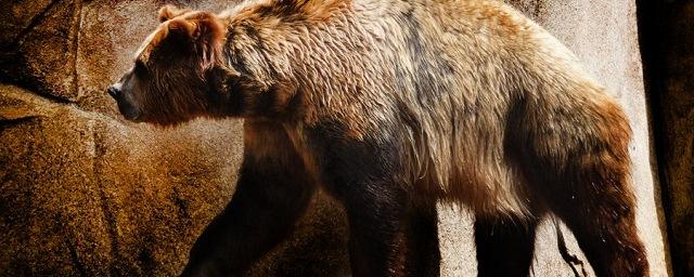 Ученые из Сибири расшифровали геном древнего медведя