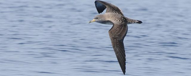 Ученые узнали, с помощью чего птицы ориентируются в открытом море