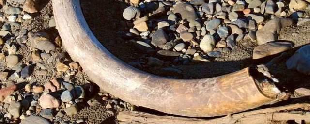 Ученые проведут раскопки скопления мамонтовой фауны в Арктике