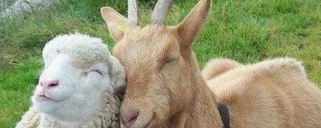 В Мордовии сократилось число овец и коз
