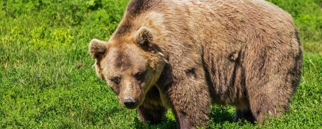 В Кузбассе застрелили медведя, который напал на домашних животных