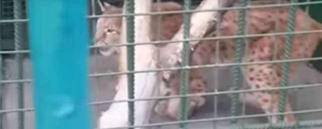 В новокузнецком зоопарке замечена рысь со сломанной лапой