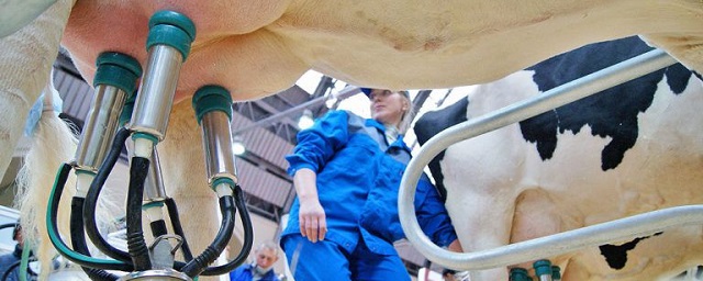 В Псковской области надоили почти 160 тысяч тонн молока