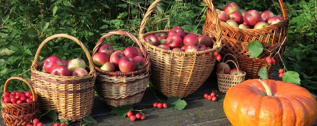Садоводы Тамбовской области собрали рекордные 17,5 тысячи тонн яблок
