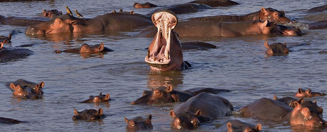 В Замбии уничтожат 2 тысячи бегемотов из-за обмелевшей реки