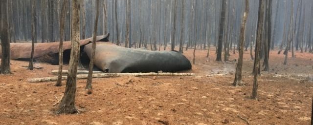Следком назвал причину пожара на газопроводе во Владимирской области