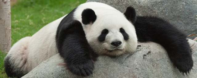В китайской провинции Сычуань запретили фотографироваться с пандами