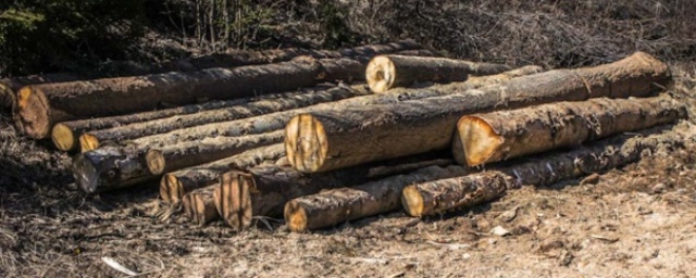 В Бурятии «черные лесорубы» оштрафованы на миллион рублей