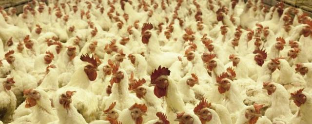 Объем производства новой птицефабрики в Бурятии составит 30 тысяч тонн