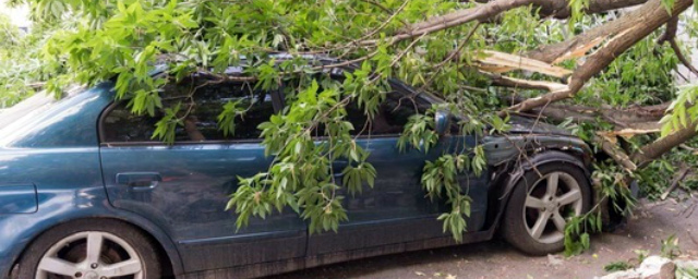 За упавшее на авто белгородки дерево заплатят 284 тысячи рублей
