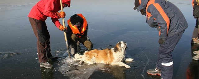 В Чите собака примерзла ко льду на озере Кенон