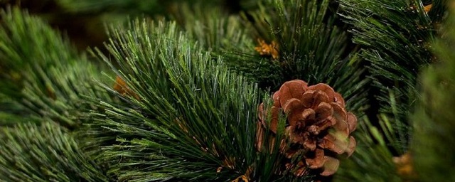 Лесники из Тамбовской области заготовят 30 тысяч елок к Новому году
