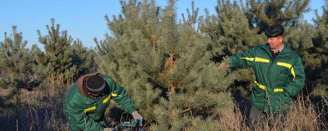 В Липецкой области к Новому году заготовят 25 тысяч елок