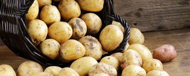 В Южно-Сахалинске стартовал сбор урожая картофеля