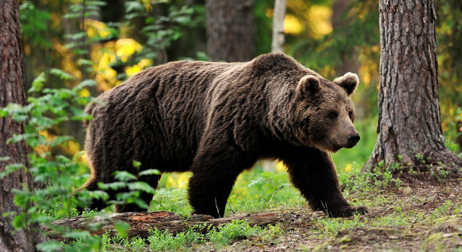 В Югорске пройдут Медвежьи игрища