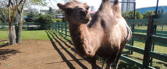 На Белгородщине в зоопарке посетителя ударил верблюд