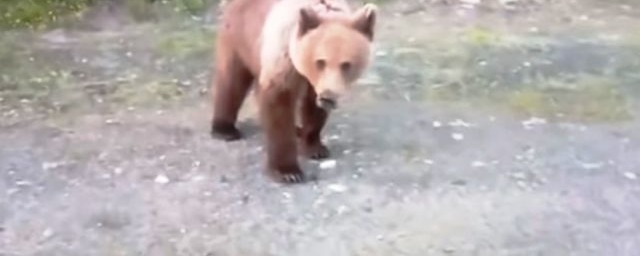 В Карелии автомобилисты пообщались на обочине с медвежонком