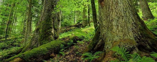 В Адыгее найдено второе по величине дерево в Европе