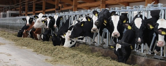 В Томской области открылась молочная ферма с роботами-доярами