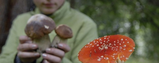 В Тамбовской области в 2018 году грибами отравились девять человек